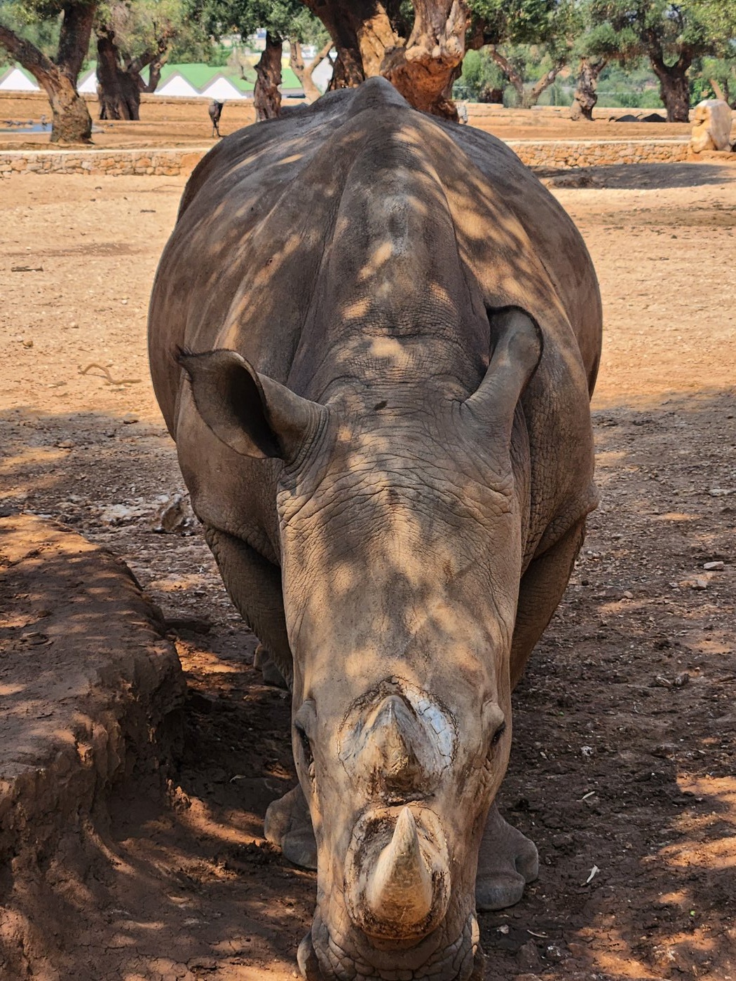White Rhinoceros