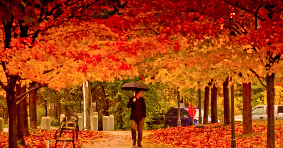 Autumn leaves over a rainy Toronto path